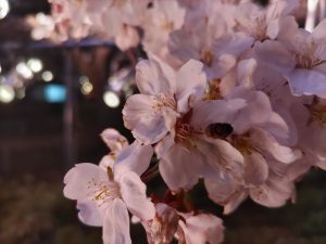 Japanese Sakura Season